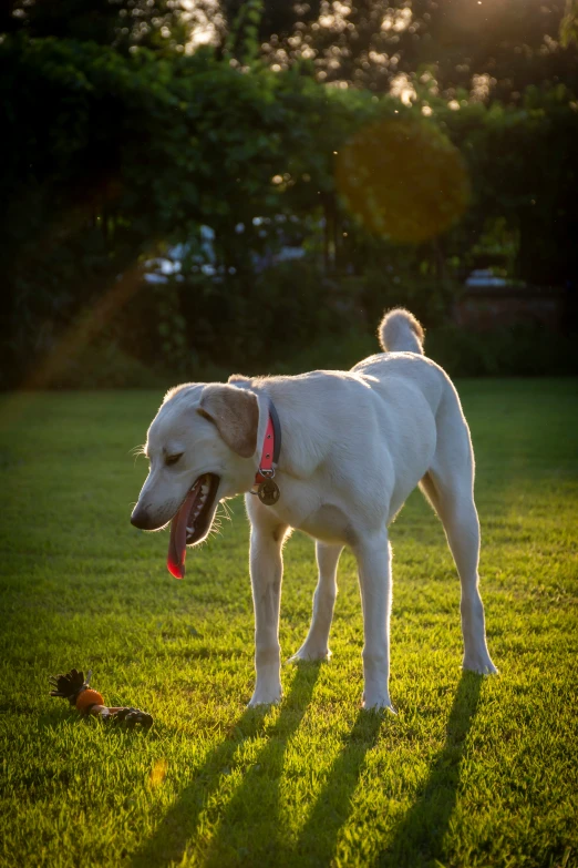 a dog is looking at a duck while standing in the grass