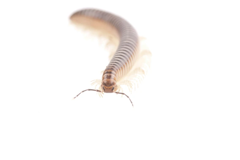 the caterpillar is white with brown markings