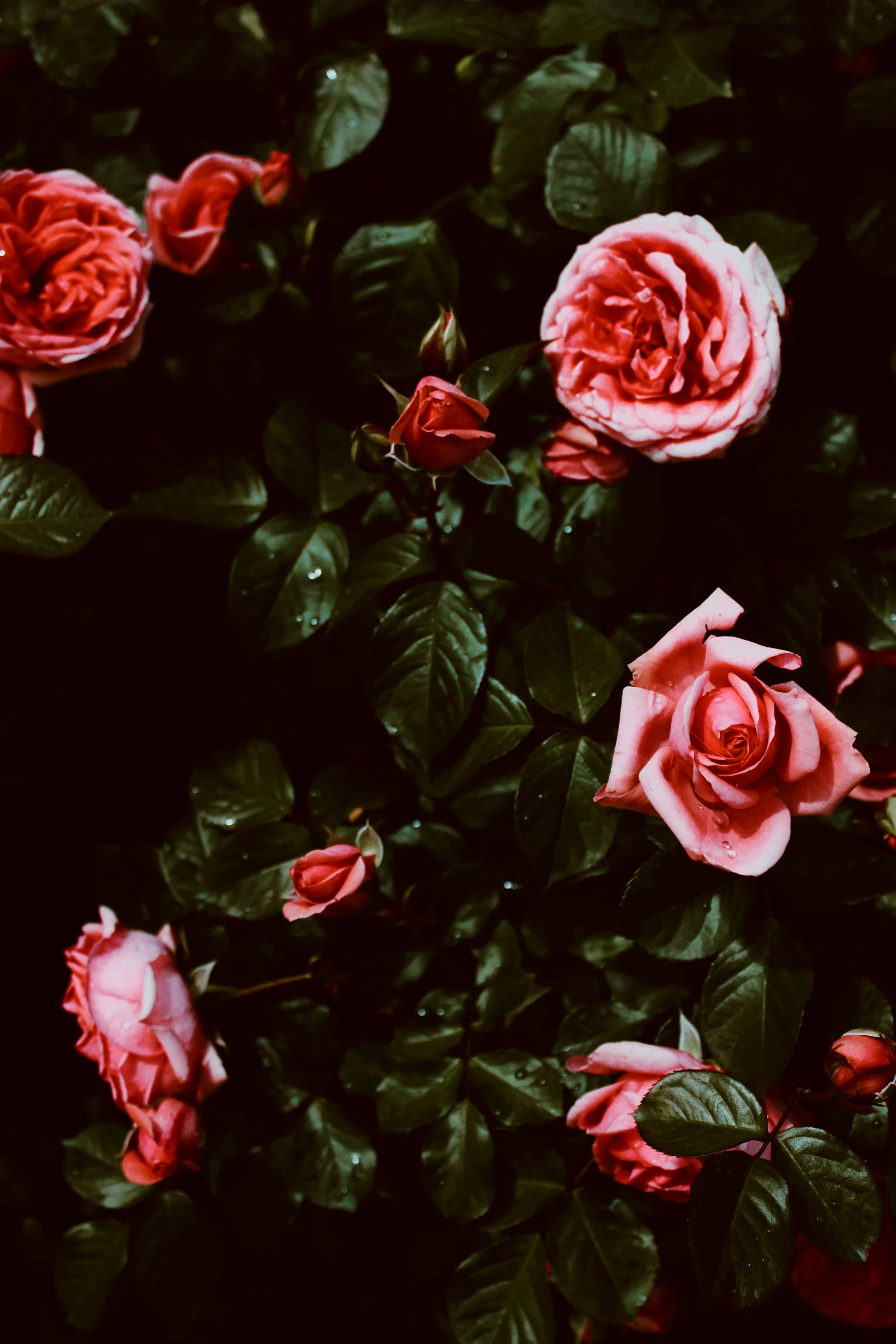 a closeup po of a rose bush with red flowers