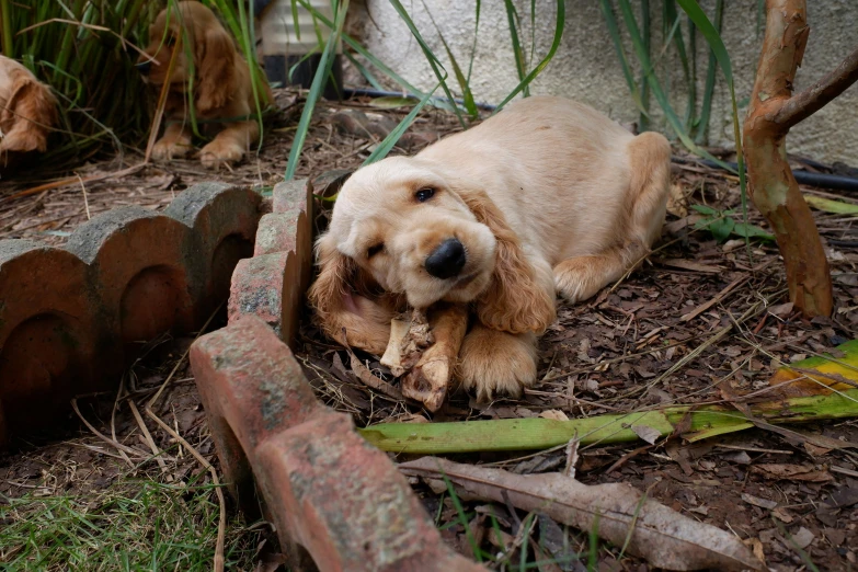 a dog laying on the ground next to an orange brick