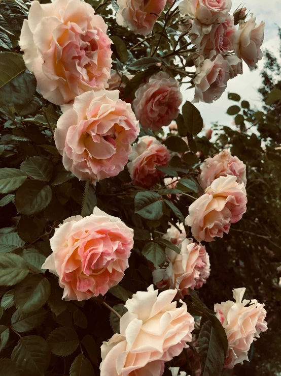 pink and white roses are blooming all over the tree