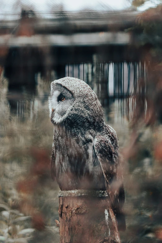 a gray owl standing next to a building