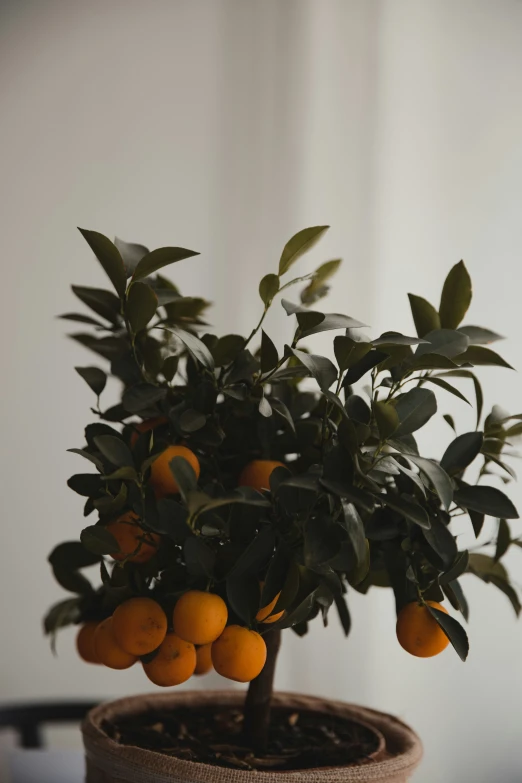 an orange tree in a pot with a few ripe oranges