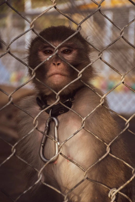 a small monkey is behind a chain link fence