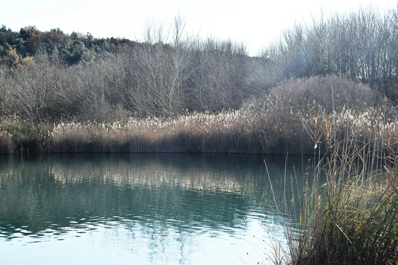 a body of water surrounded by tall weeds