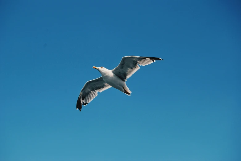 a seagull flying against the blue sky