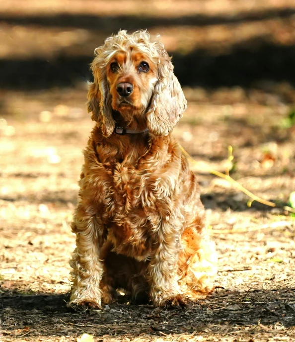 a brown dog sitting on top of dirt covered ground