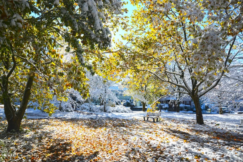 the sun is shining on snow and leaves in the trees