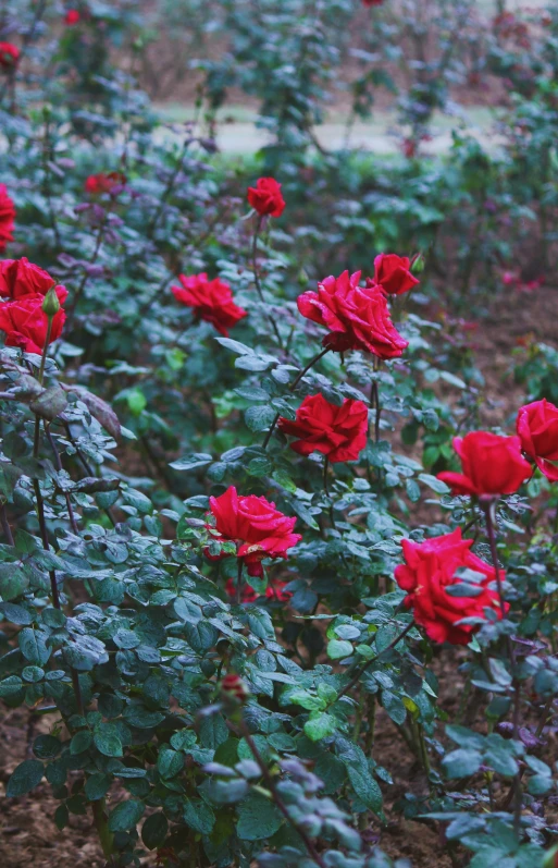 red roses in the ground next to bushes