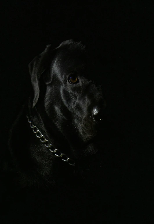 a black dog in the dark looking at soing