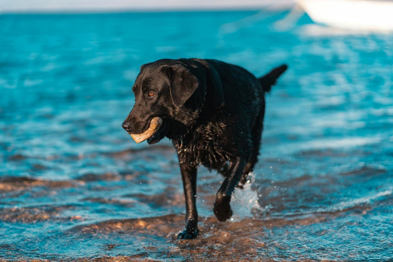 a wet black dog walking on the water