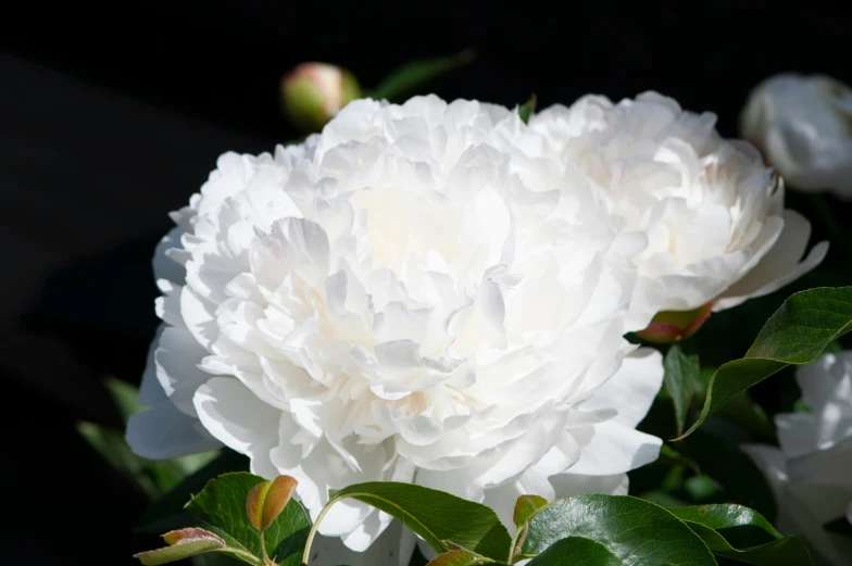 a large white flower surrounded by green leaves