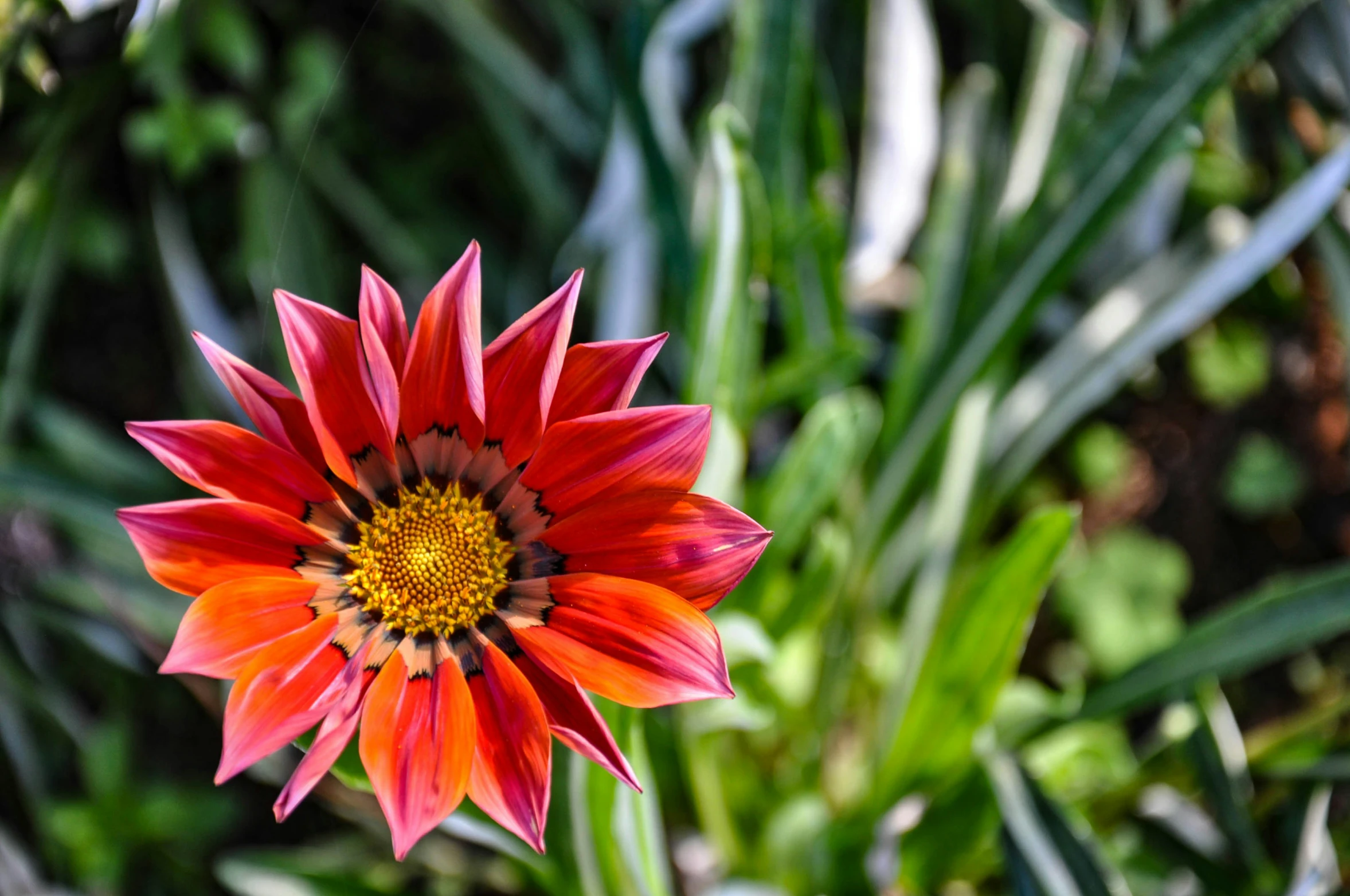 a pink flower with yellow center and green leaves