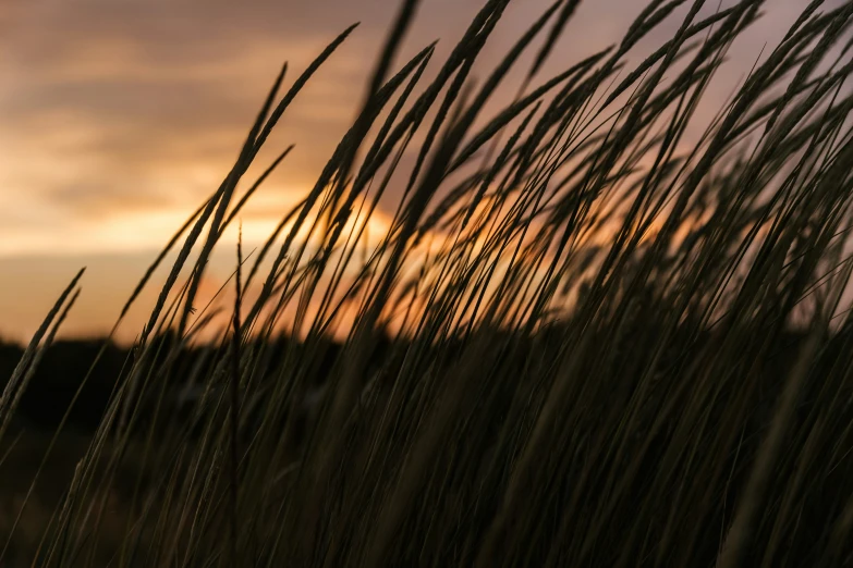 the back side of a tall grass with a sunset behind it