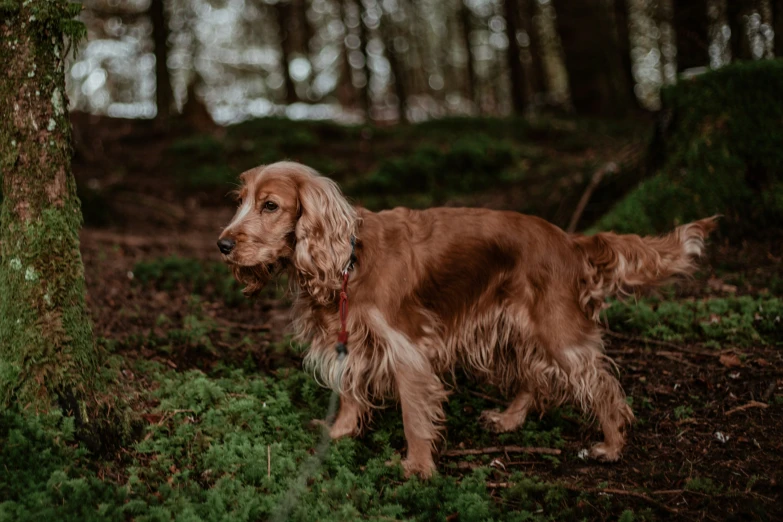 a brown dog with long hair standing in the forest