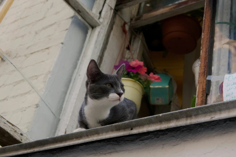 a cat sitting in a window sill looking outside