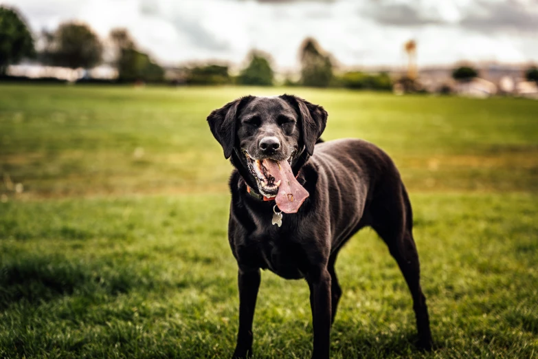 a large black dog stands in the middle of a field with his tongue out