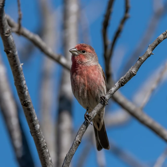 small bird with orange face perched on tree nch