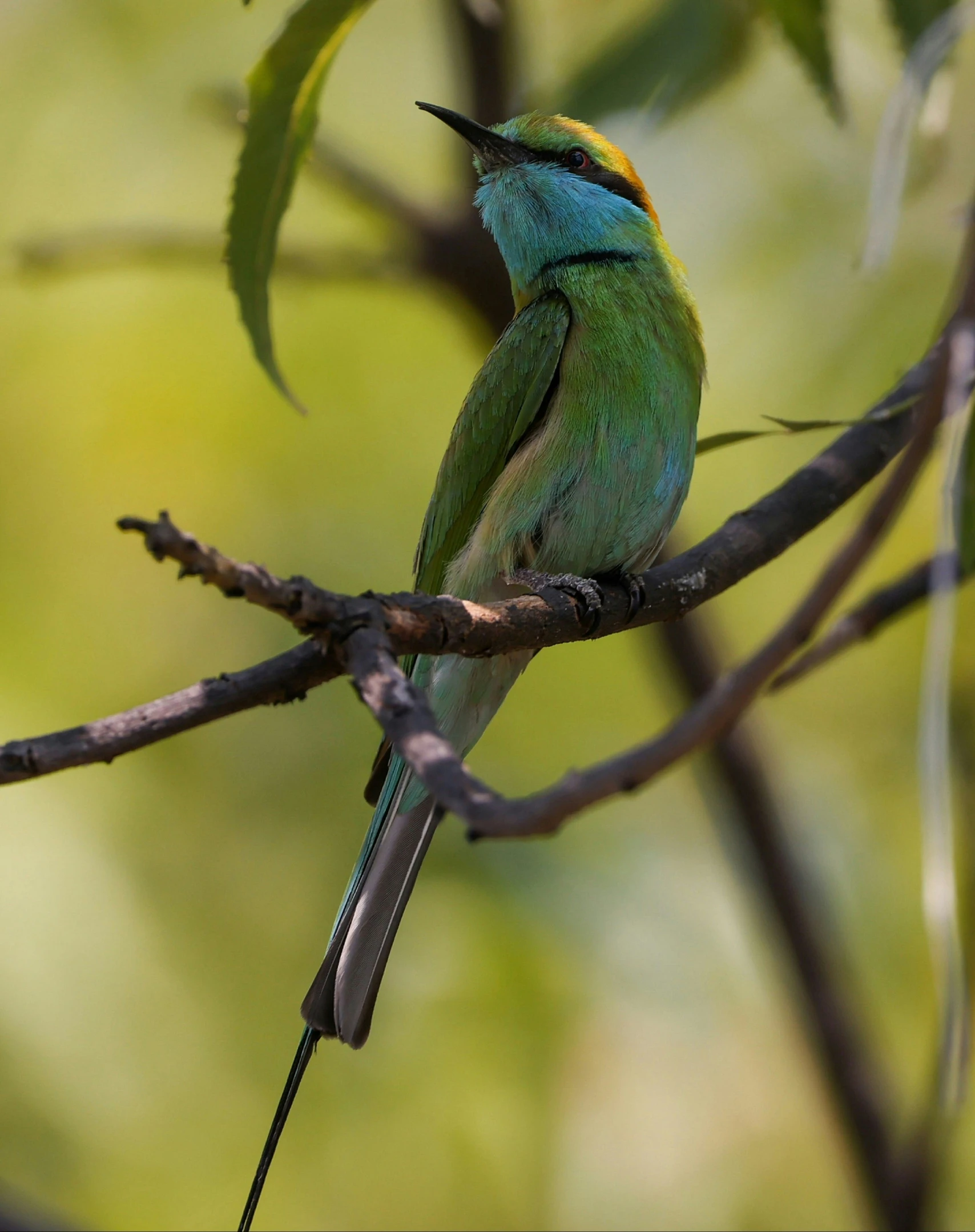 small bird resting on a nch at the forest