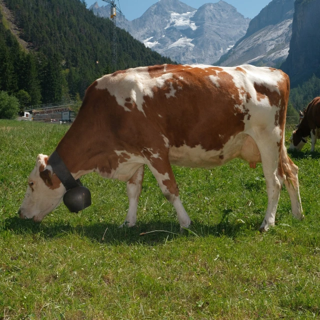 a cow eating grass in front of some mountains