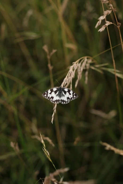 a white and black erfly resting on a plant