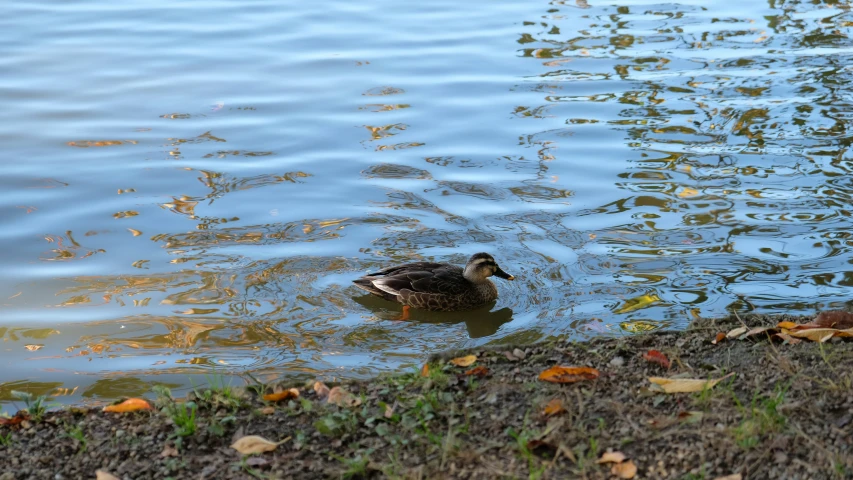 the duck is swimming in the water near the grass