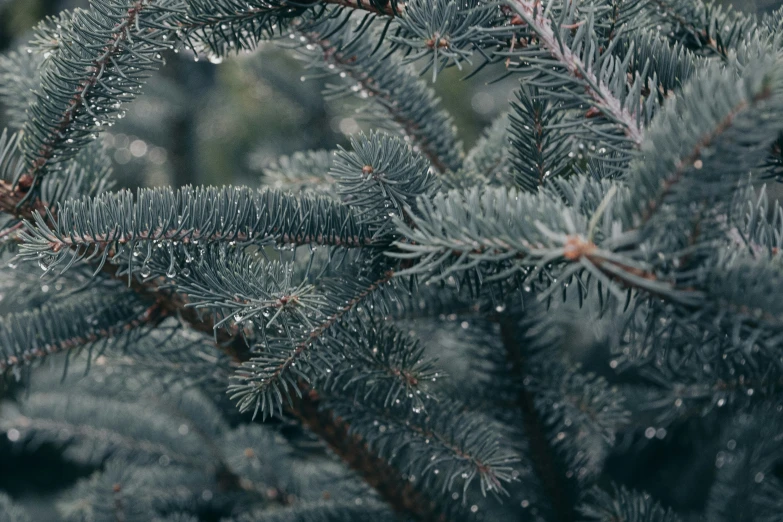 a blue tree with some droplets of water on it