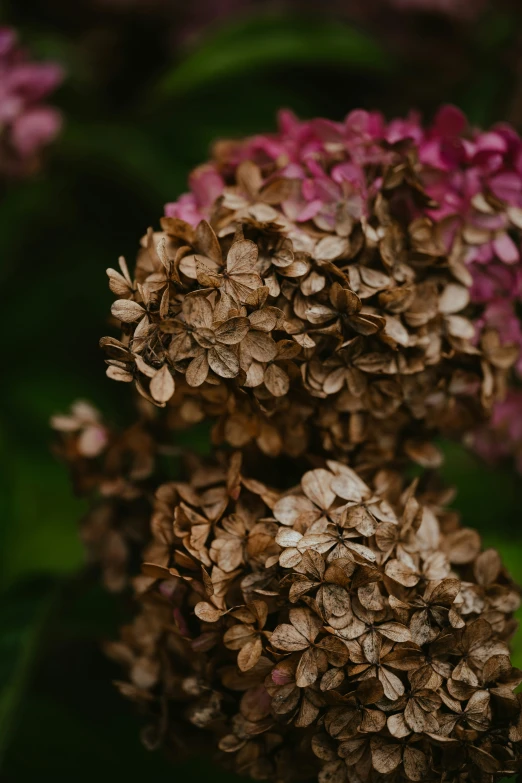 an up close image of some purple flowers