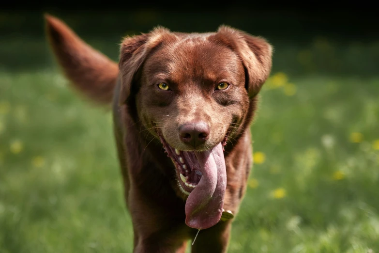 a large brown dog with its tongue hanging out