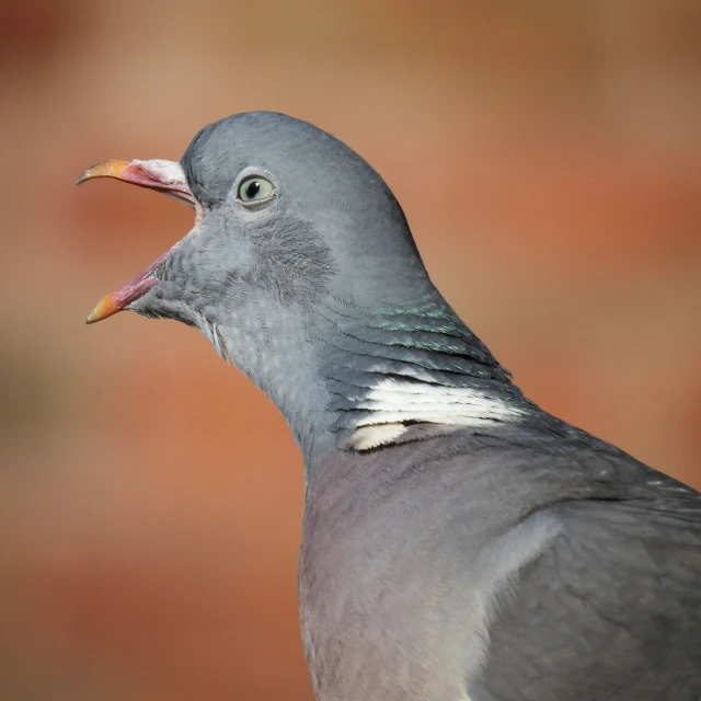 a gray bird is standing on a wooden post