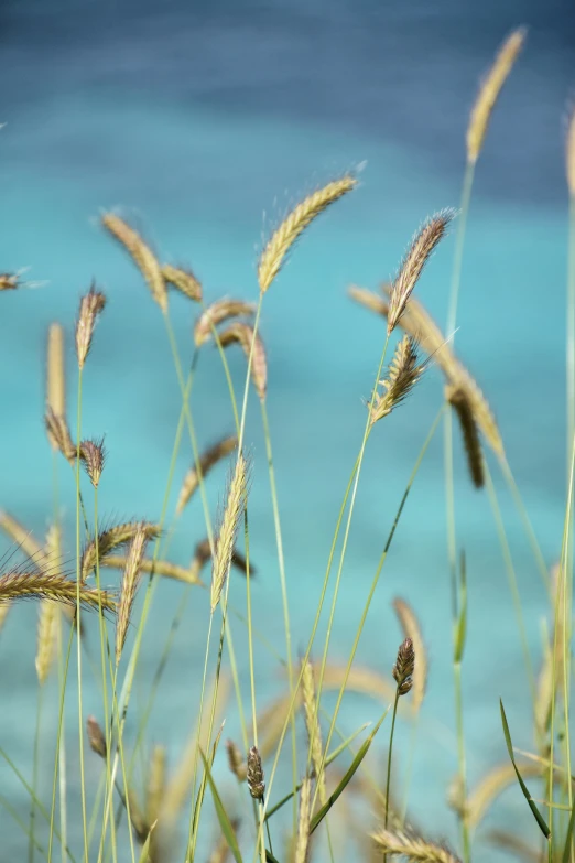 some grass is by the water and it looks like its blowing in the wind