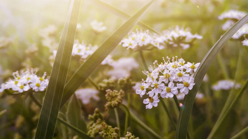 wildflowers and other plants that are blooming out of them