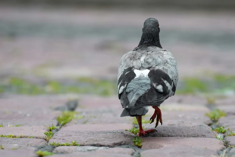 a single bird standing on the ground on top of cement blocks