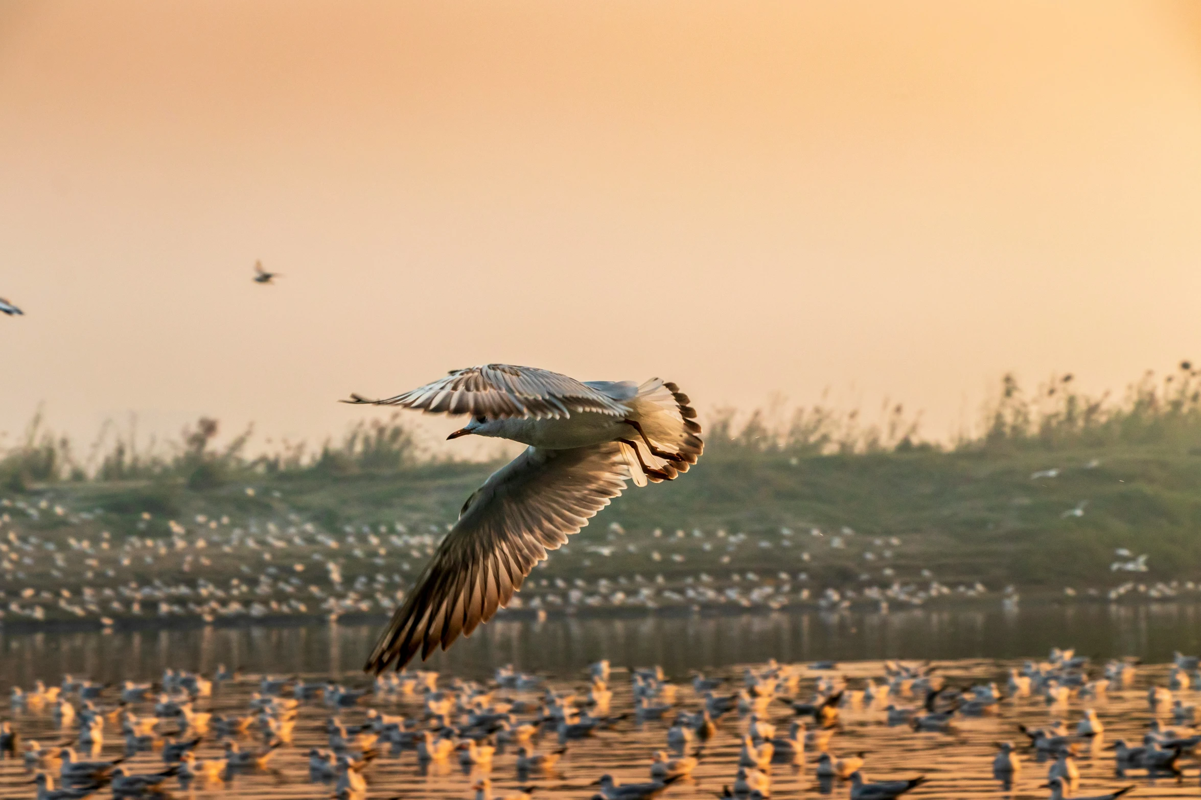 a seagull flies low in the air as birds stand in the water