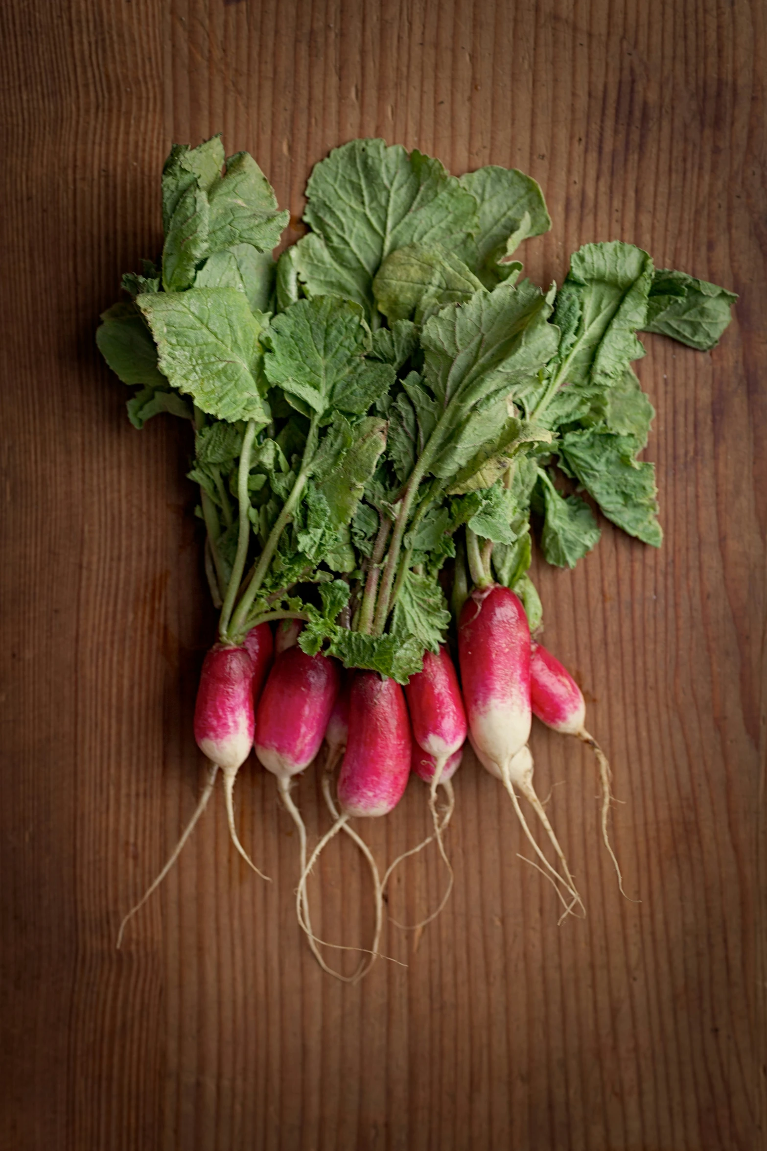 the lettuce and radishes have already been dug into the ground