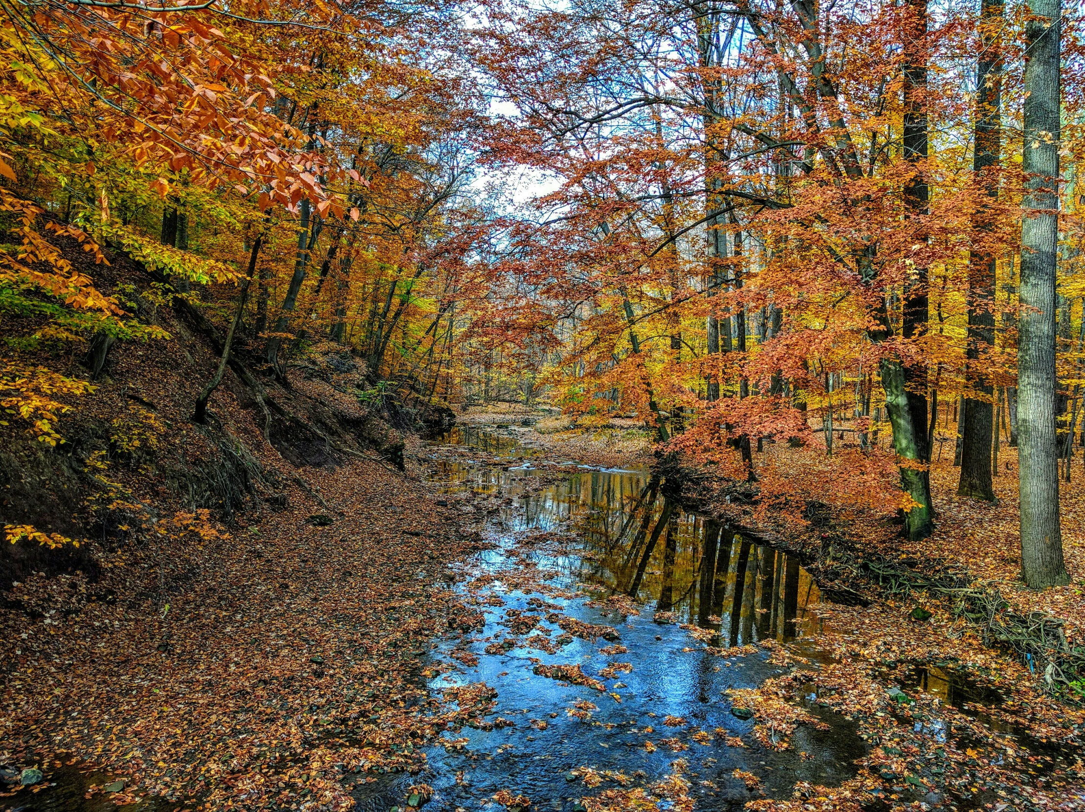 a creek and many trees in fall