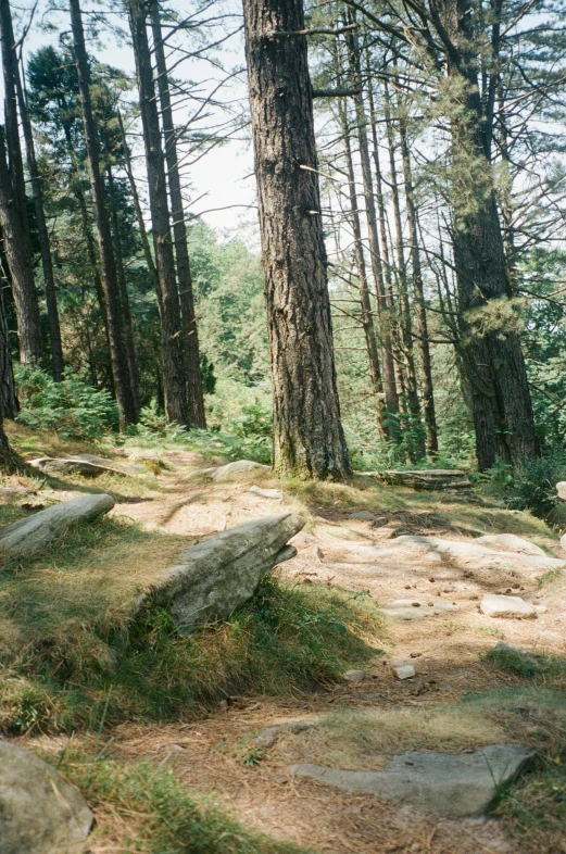 a small path between two large stones and trees