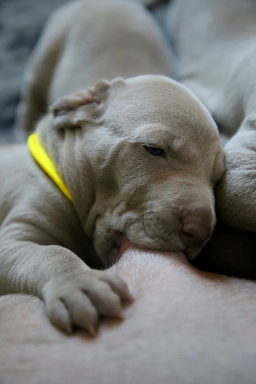 a puppy sleeping on its back with its face up