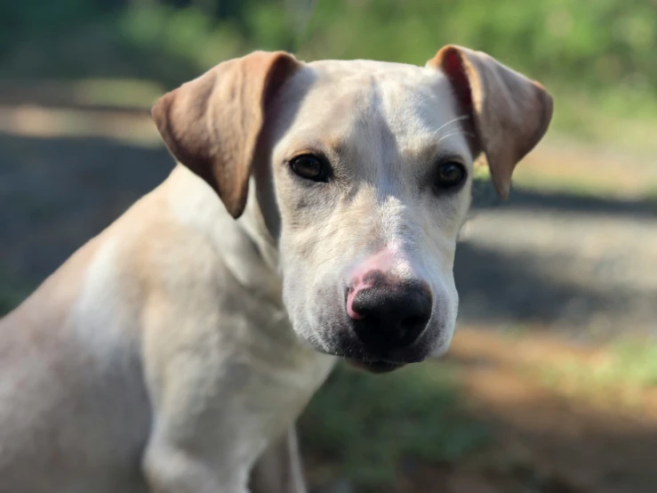 a dog with an unkempt look on his face