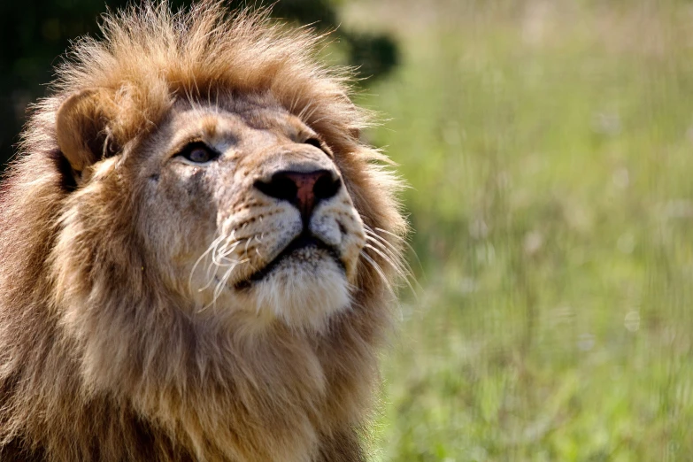 a close up of a lion with grass in the background