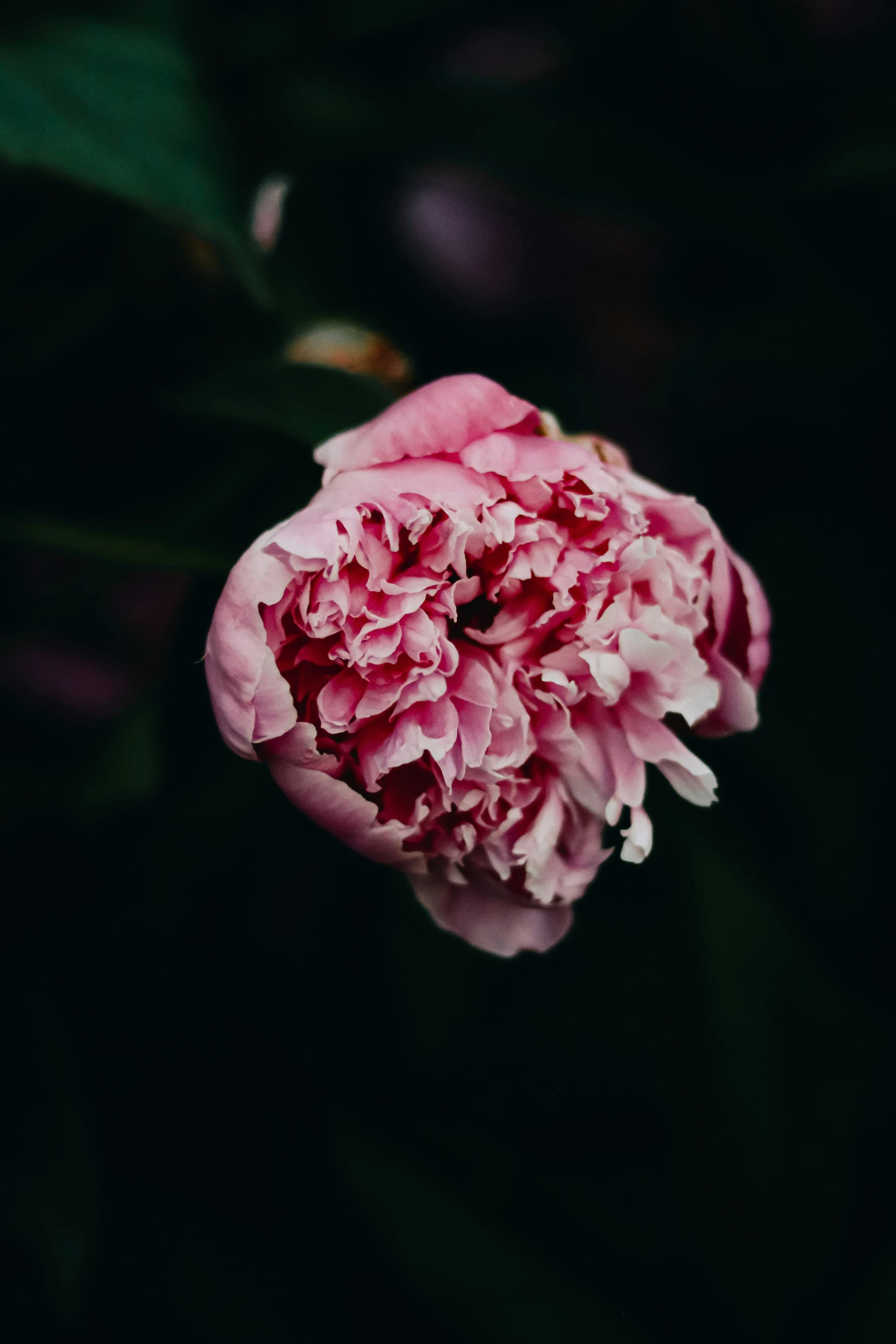 a single pink peonie flower blooming on a nch