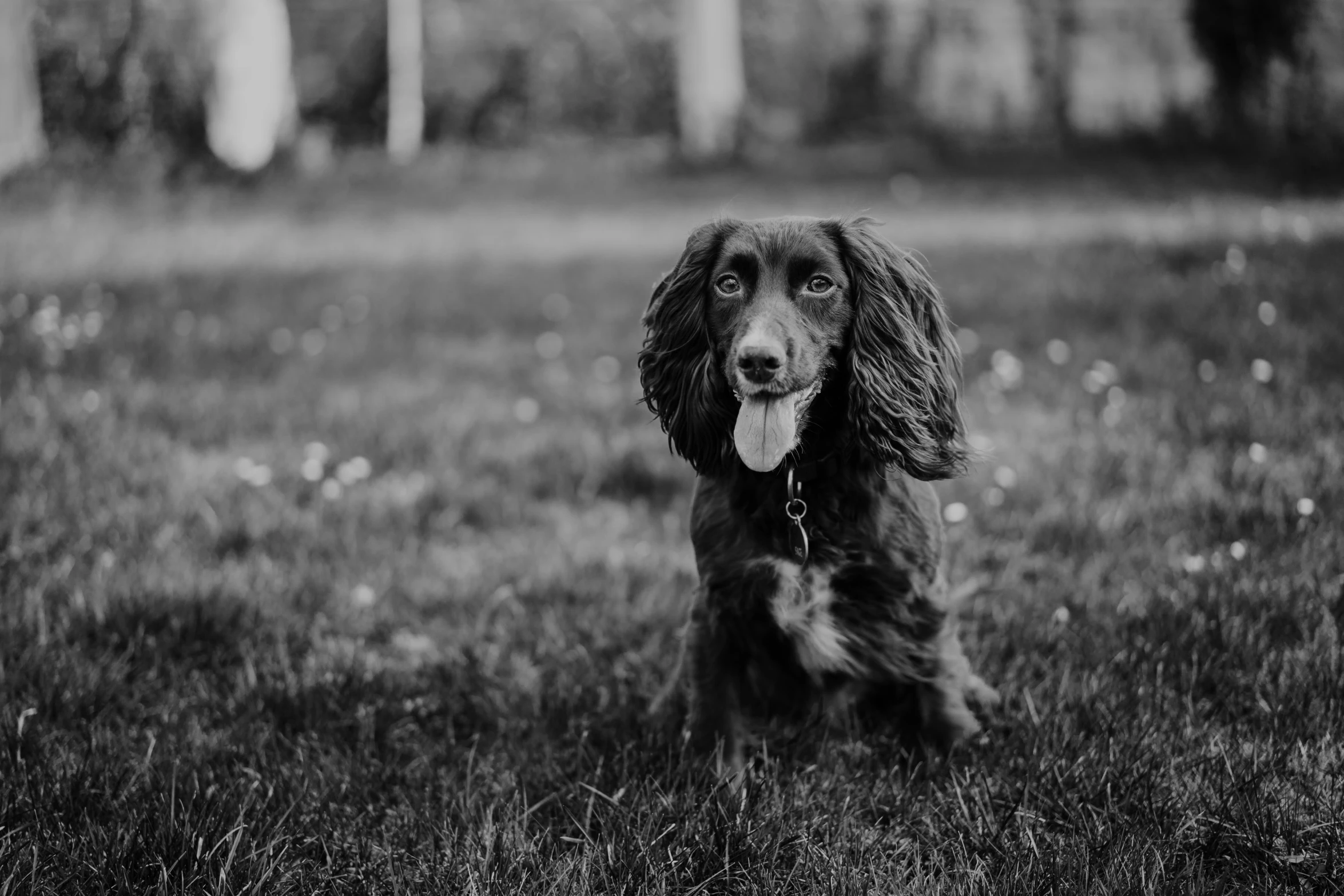 a dog that is standing in the grass