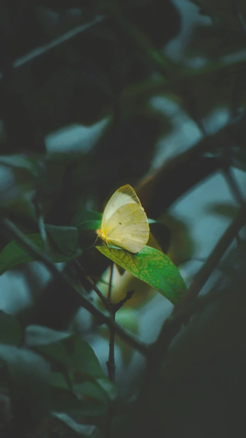 a small yellow erfly sits on the top of a leaf