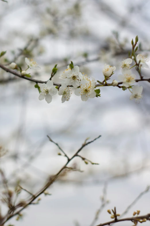 a nch with flowers that are blooming next to sky