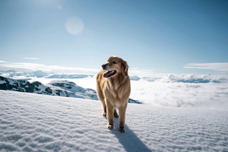 the golden retriever is looking out over snow covered mountains