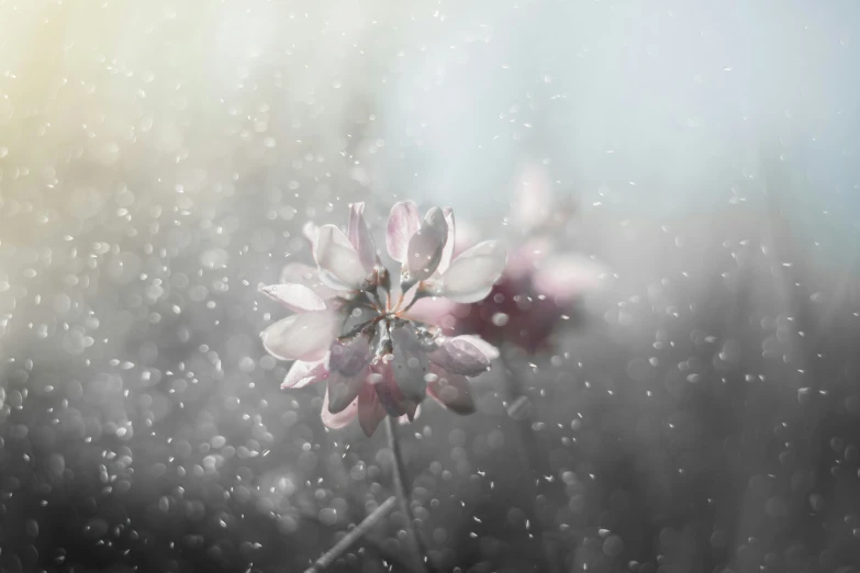 a single flower sits on top of the grass