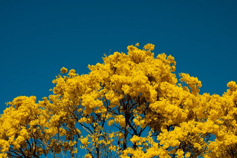 a tree that is yellow in the day