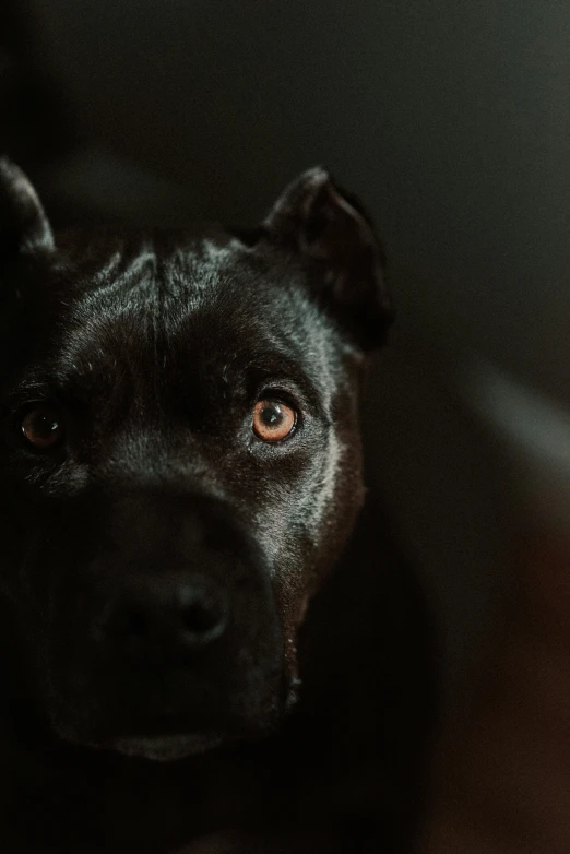 a close up of a black dog in a room