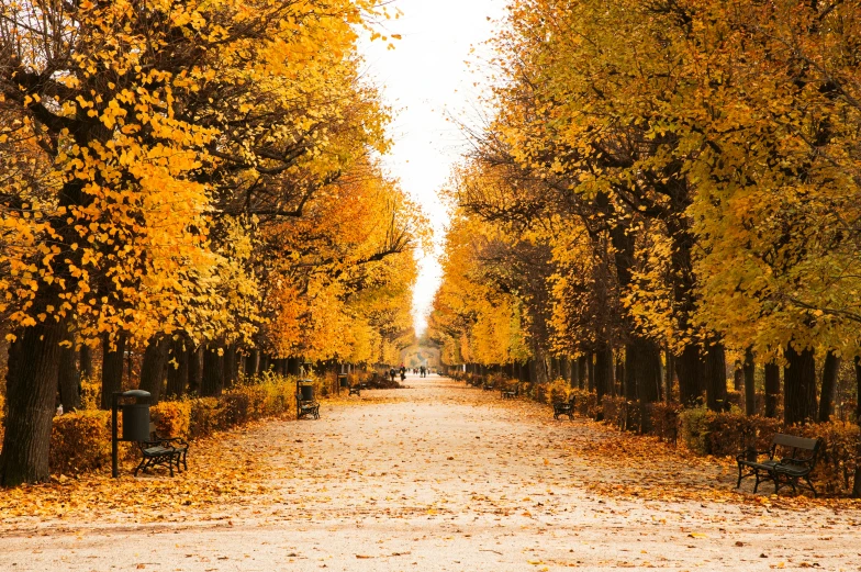 an empty tree lined road in autumn