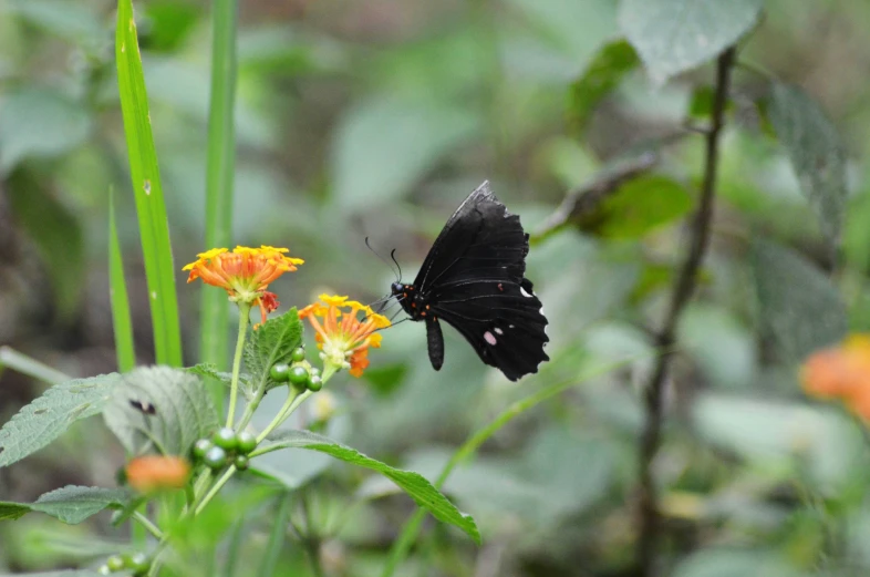 a black and red erfly sitting on some orange flowers